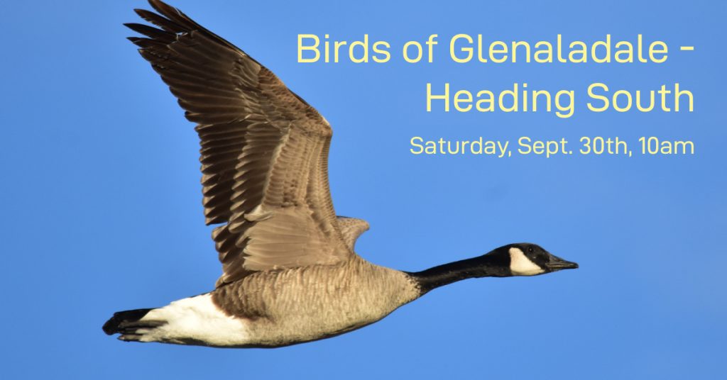 Birds of Glenaladale Birds of Glenaladale